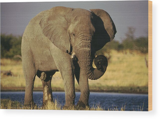 Animal Themes Wood Print featuring the photograph African Elephant, Etosha National Park by Gannet77