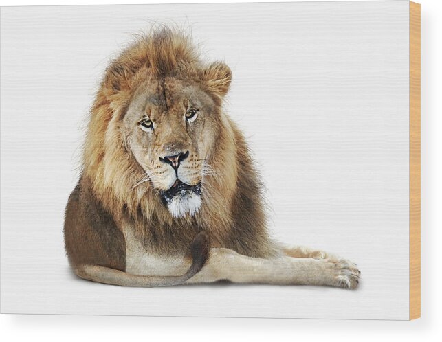 Lion Wood Print featuring the photograph African Male Lion Named Boboo by Good Focused