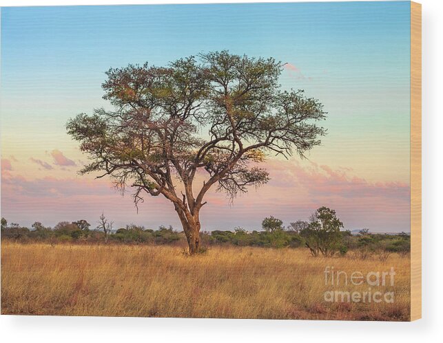 Serengeti Wood Print featuring the photograph African Savannah wallpaper by Benny Marty