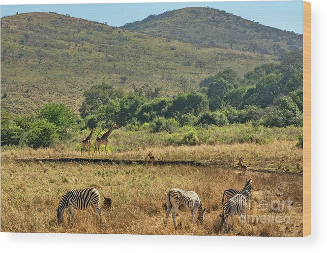 Imfolozi Wood Print featuring the photograph African Wildlife by Jamie Pham