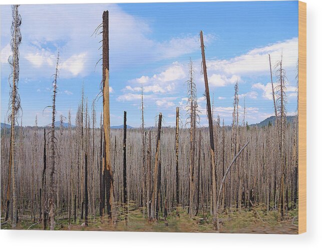 After Fire In Lassen Volcanic Park Wood Print featuring the photograph After Fire In Lassen Volcanic Park by Viktor Savchenko