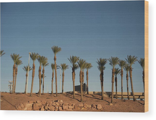 Tranquility Wood Print featuring the photograph Airport Palms by Aaron Mccoy