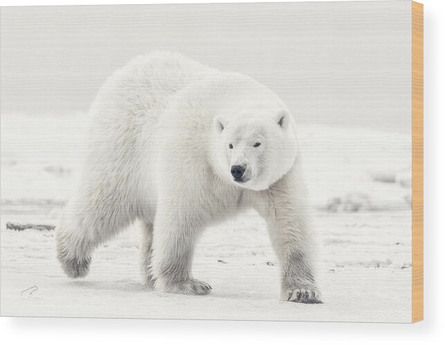 Polarbear Wood Print featuring the photograph Alaskan King by Eiji Itoyama