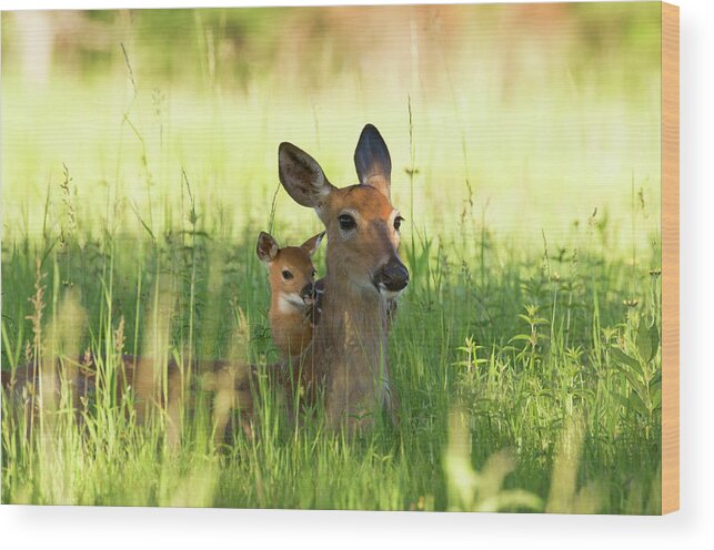 Grass Wood Print featuring the photograph Alert Doe And Fawn Hiding In The Grass by Jpecha