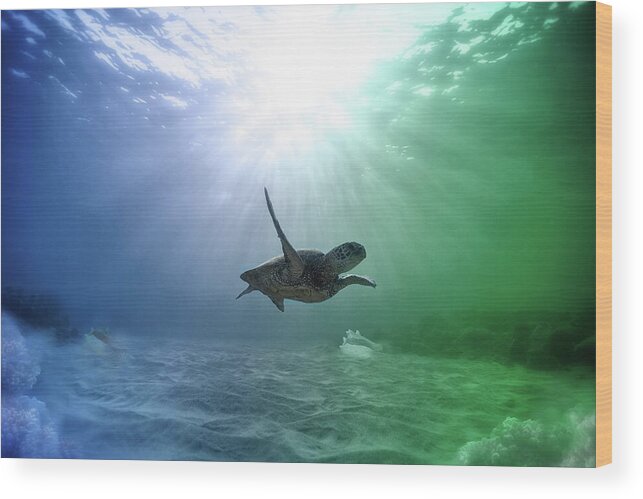 Underwater Wood Print featuring the photograph All Alone But Oh So Happy by Johanna Hurmerinta