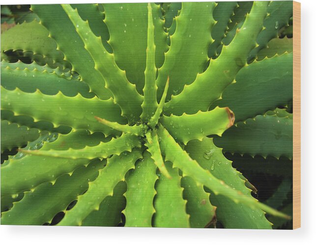 Season Wood Print featuring the photograph Aloe Vera by Nikada