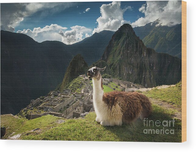 Machu Picchu Wood Print featuring the photograph Alpaca And Machu Picchu by Stanley Chen Xi, Landscape And Architecture Photographer