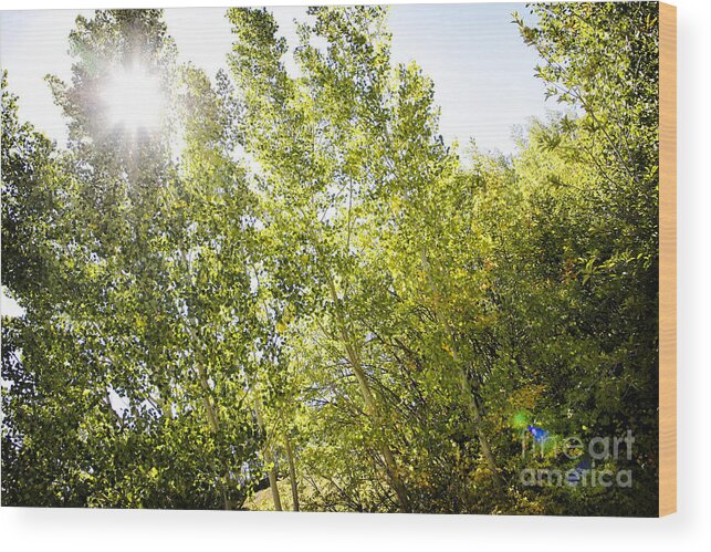 Nature Wood Print featuring the photograph Alpine Sunlight in the Rockies by Lincoln Rogers