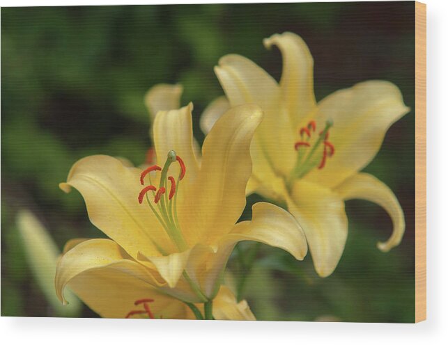 Jenny Rainbow Fine Art Photography Wood Print featuring the photograph Amazing Grace of Lilies - Vong 1 by Jenny Rainbow