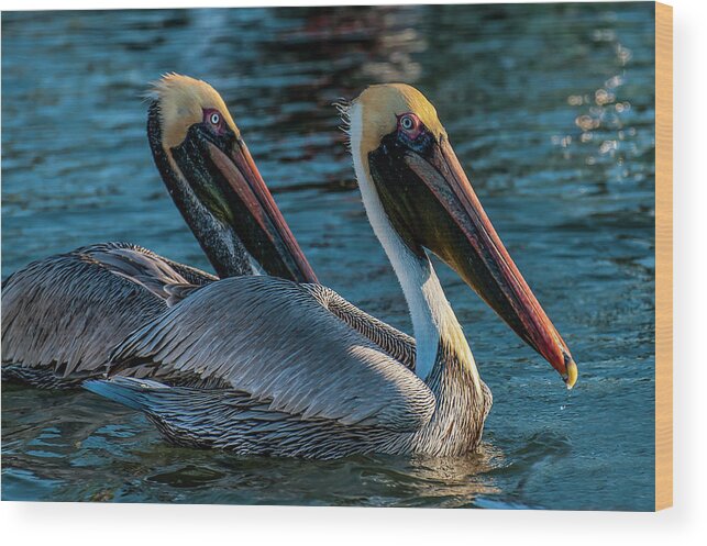 Birds Wood Print featuring the photograph American Brown Pelicans by Ginger Stein