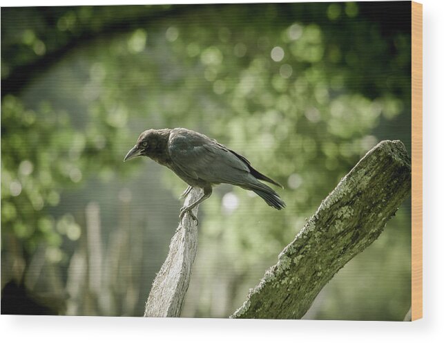 Trees Wood Print featuring the photograph American Crow by Joe Leone