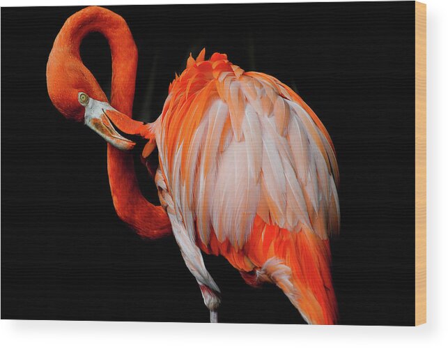 Orange Color Wood Print featuring the photograph American Flamingo by Chris Minerva