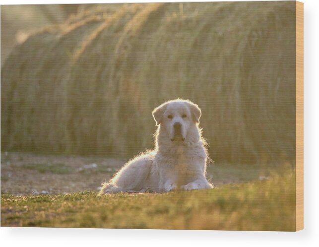 Farm Wood Print featuring the photograph Amos The Farm Dog by Brook Burling