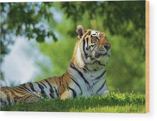 Grass Wood Print featuring the photograph Amur Tiger Enjoys Warm Spring Sun by John Knight