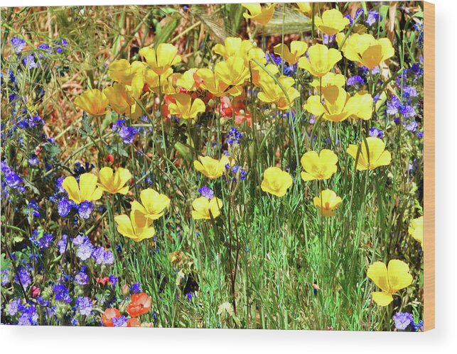 Flowers Wood Print featuring the photograph An Abundance of Color by Chance Kafka