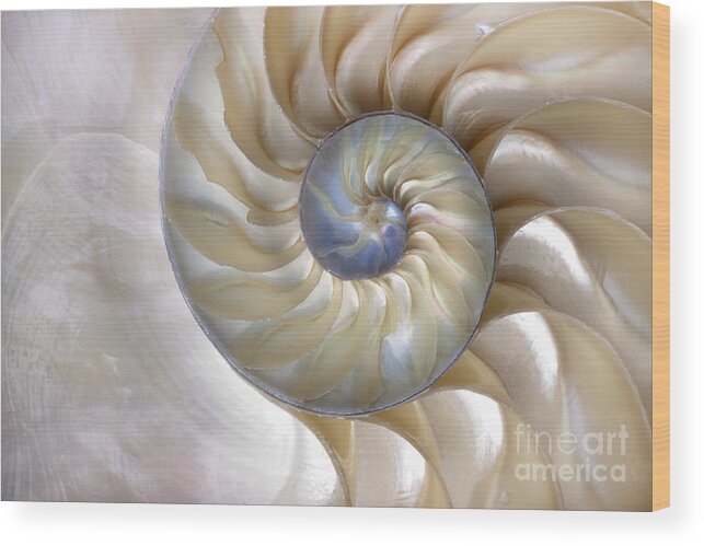 Fibonacci Wood Print featuring the photograph An Amazing Fibonacci Pattern by Tramont ana