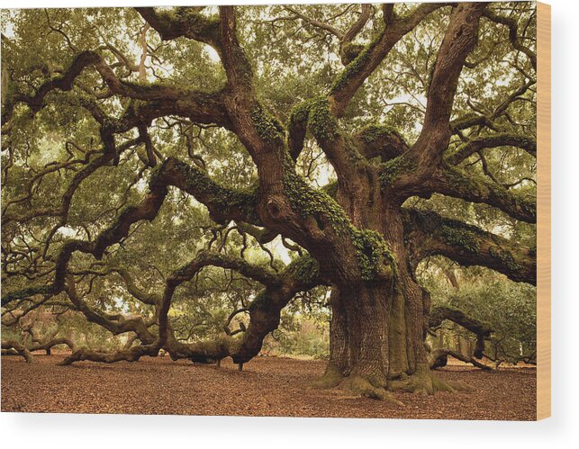 Southern Usa Wood Print featuring the photograph Ancient Angel Oak Near Charleston by Pgiam