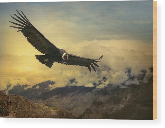 Animal Themes Wood Print featuring the photograph Andean Condor by Istvan Kadar Photography