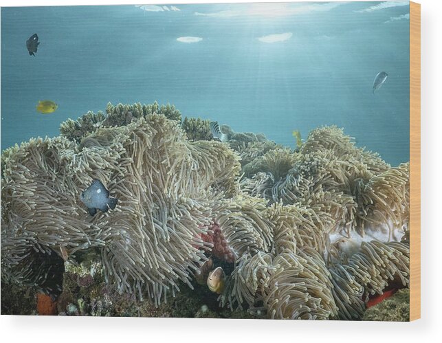 Underwater
Anemone
Clown Fish
Sealife Wood Print featuring the photograph Anemona by Serge Melesan