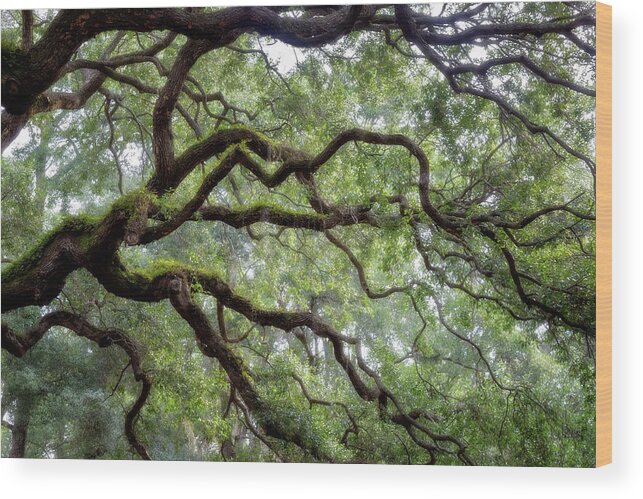 Carolinas Wood Print featuring the photograph Angel Wings by Lana Trussell