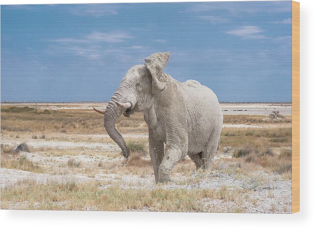 Animals Wood Print featuring the photograph Angry Bull by Hamish Mitchell