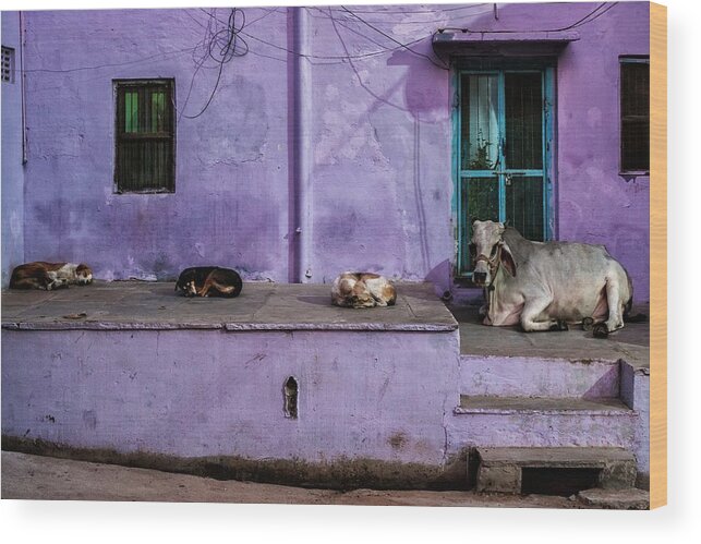 Dogs Wood Print featuring the photograph Animals In The Streets by Pavol Stranak