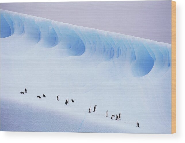 Snow Wood Print featuring the photograph Antarctica, South Orkney Islands by Kevin Schafer
