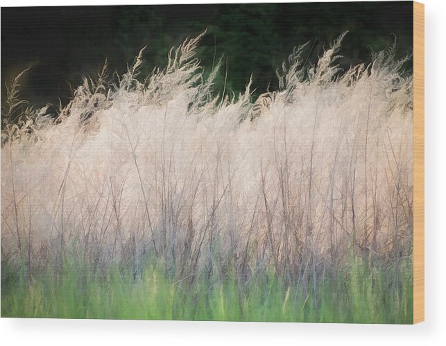Tall Grass Wood Print featuring the photograph Aplume 2 - by Julie Weber