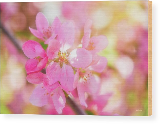 Nature Wood Print featuring the photograph Apple Blossoms Cheerful Glow by Leland D Howard