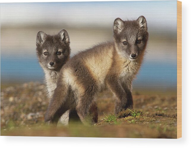 Mp Wood Print featuring the photograph Arctic Fox Kits by Jasper Doest