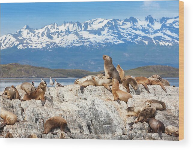 Scenics Wood Print featuring the photograph Argentina Ushuaia Sea Lions On Island by Grafissimo