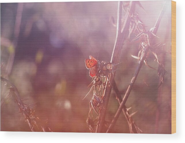 Butterfly Wood Print featuring the photograph Around The Meadow 7 by Jaroslav Buna