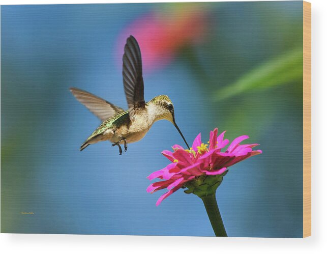 Hummingbird Wood Print featuring the photograph Art of Hummingbird Flight by Christina Rollo