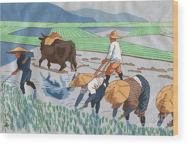 Art Wood Print featuring the photograph Asians Working In Rice Paddy Field by Bettmann