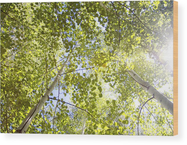 Branch Wood Print featuring the photograph Aspen Canopy with Sun Flare by Lincoln Rogers