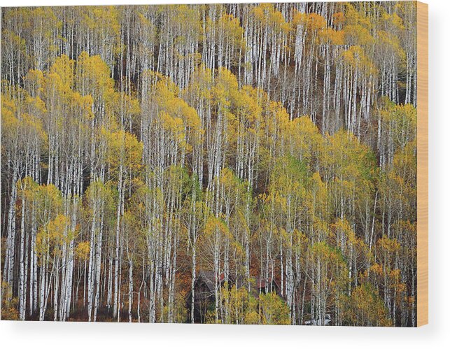 Scenics Wood Print featuring the photograph Aspen Tree Pattern by Piriya Photography