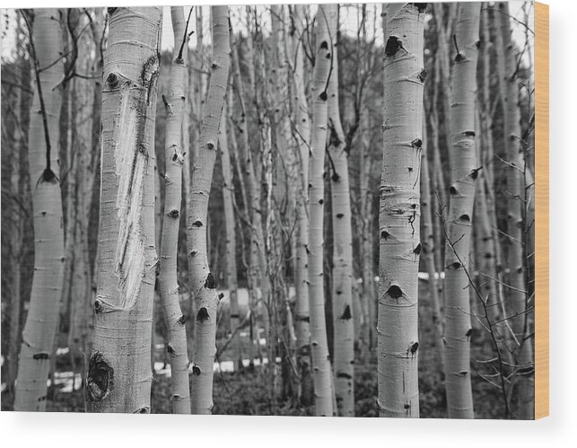 Colorado Wood Print featuring the photograph Aspen Trees by Dmdcreative Photography