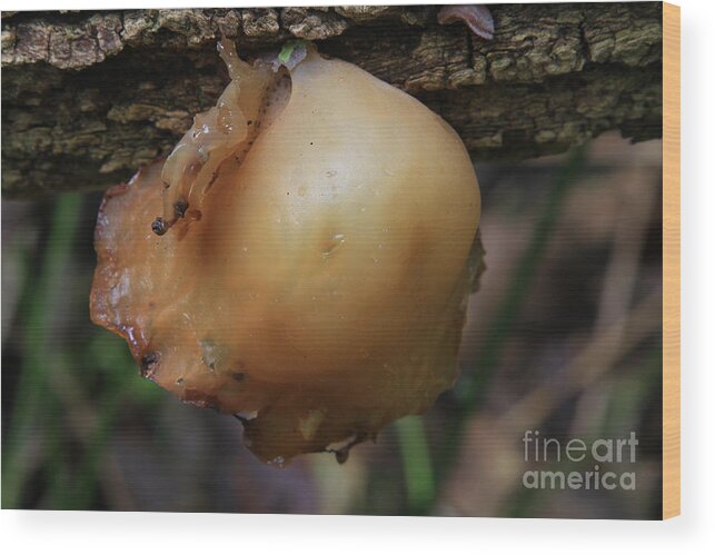 Fungus Wood Print featuring the photograph auricula judae/Wood Ear by Rick Rauzi