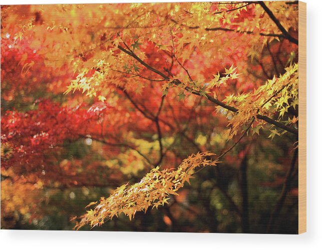 Tranquility Wood Print featuring the photograph Autumn Colors Of Kyoto by Sunnywinds