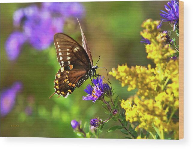Butterfly Wood Print featuring the photograph Autumn Garden Butterfly by Christina Rollo