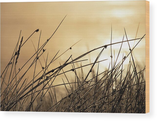 Autumn Wood Print featuring the photograph Autumn Grass by Kevin Schwalbe