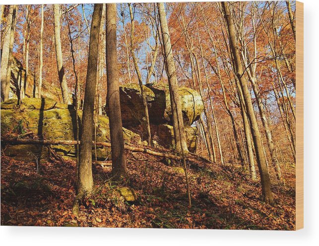 Autumn Wood Print featuring the photograph Autumn in the Indiana Woods by Stacie Siemsen