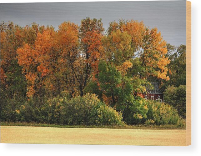 Autumn Fall Harvest Time For Farmers And Families Wood Print featuring the photograph Autumn is Nigh by David Matthews