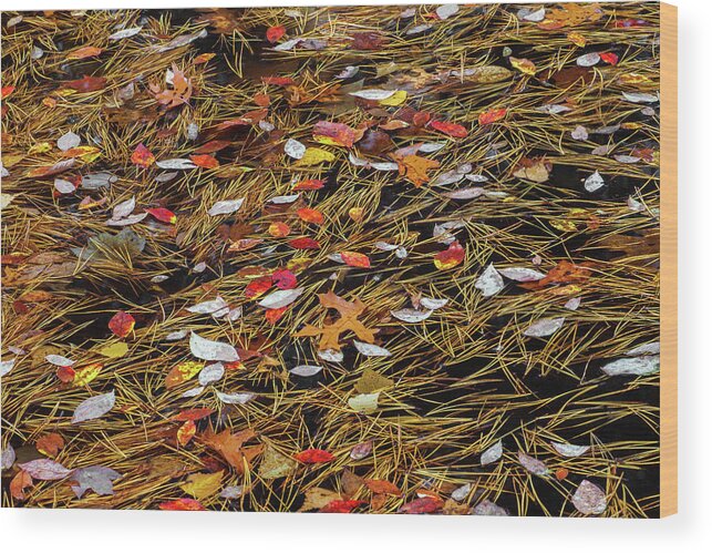 Allegheny Plateau Wood Print featuring the photograph Autumn Leaves & Pitch Pine Needles by Michael Gadomski