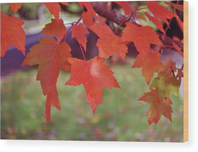 Autumn Wood Print featuring the photograph Autumn Maple by Tikvah's Hope