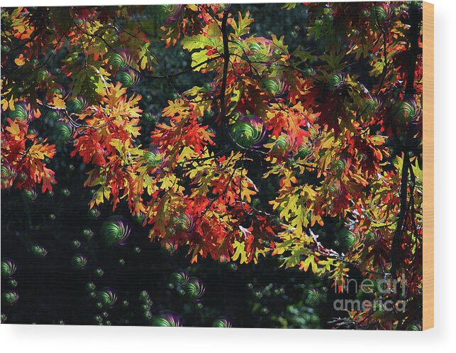 Trees Wood Print featuring the photograph Autumn Oak Magic by Elaine Manley