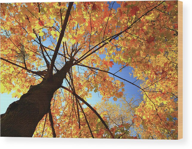 Orange Color Wood Print featuring the photograph Autumn Tree - Fall Leaves by Konradlew