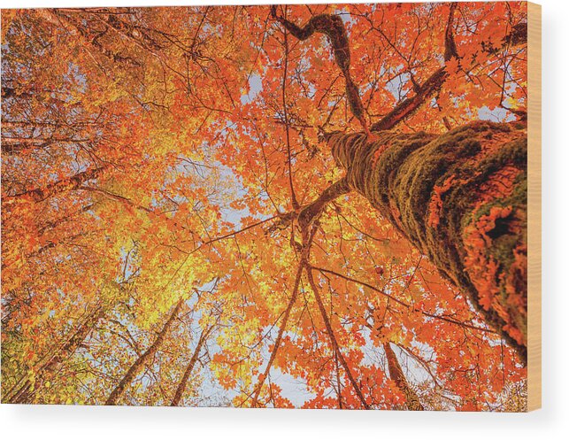 Orange Color Wood Print featuring the photograph Autumn Tree by Mmac72