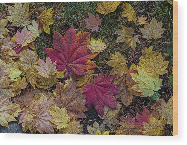 Fall Wood Print featuring the photograph Autumn under the maple tree by Ulrich Burkhalter