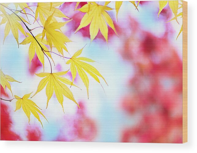 Leaves Wood Print featuring the photograph Autumn Vibes by Jacky Parker